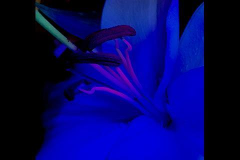 An image showing a lily flower photographed under white light and ultraviolet light showing fluorescent colours 
